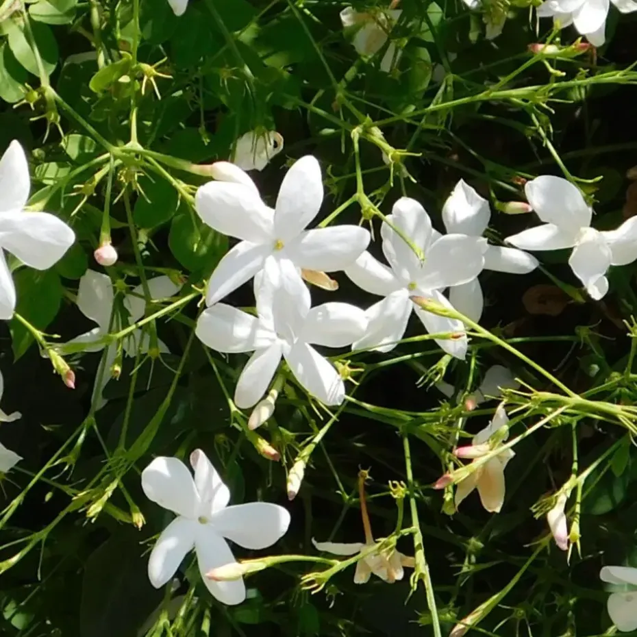 Jasmijn - Trachelospermum jasminoides - Hoogte 110-120cm - ⌀17cm