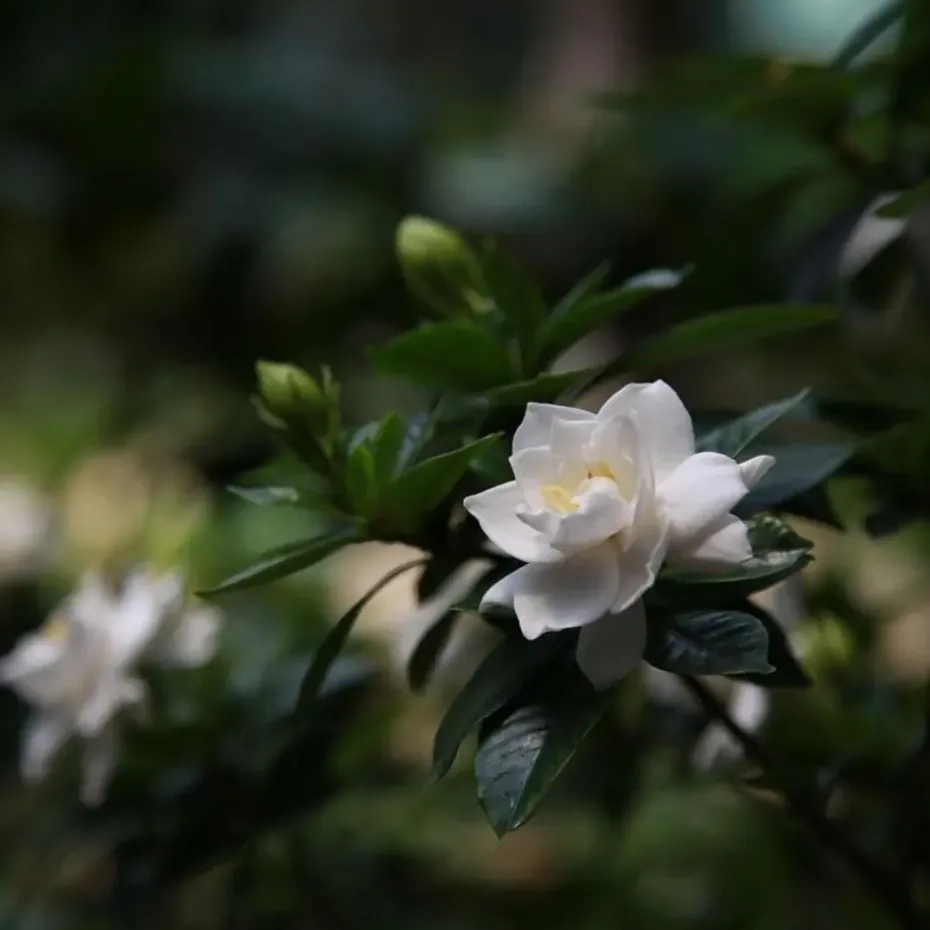 Kaapse jasmijn - Gardenia jasminoides - Hoogte 20-30cm - ⌀13cm