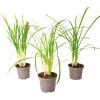 Kaapse knoflook - Set van 3 - Tulbaghia violacea - Hoogte 15-25cm - ⌀9cm