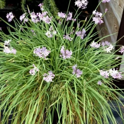 Kaapse knoflook - Set van 3 - Tulbaghia violacea - Hoogte 15-25cm - ⌀9cm