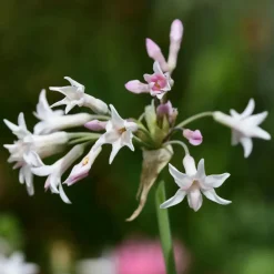 Kaapse knoflook - Set van 3 - Tulbaghia violacea - Hoogte 15-25cm - ⌀9cm