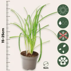 Kaapse knoflook - Set van 3 - Tulbaghia violacea - Hoogte 15-25cm - ⌀9cm