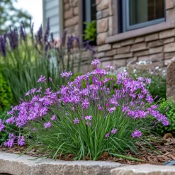 Kaapse knoflook - Set van 3 - Tulbaghia violacea - Hoogte 15-25cm - ⌀9cm