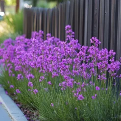 Kaapse knoflook - Set van 3 - Tulbaghia violacea - Hoogte 15-25cm - ⌀9cm