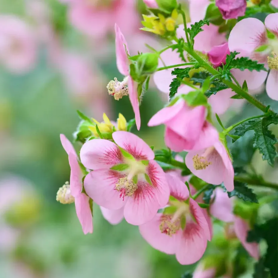 Kaapse malva - Set van 6 - Anisodontea 'El Rayo' - Hoogte 25-40cm - ⌀9cm