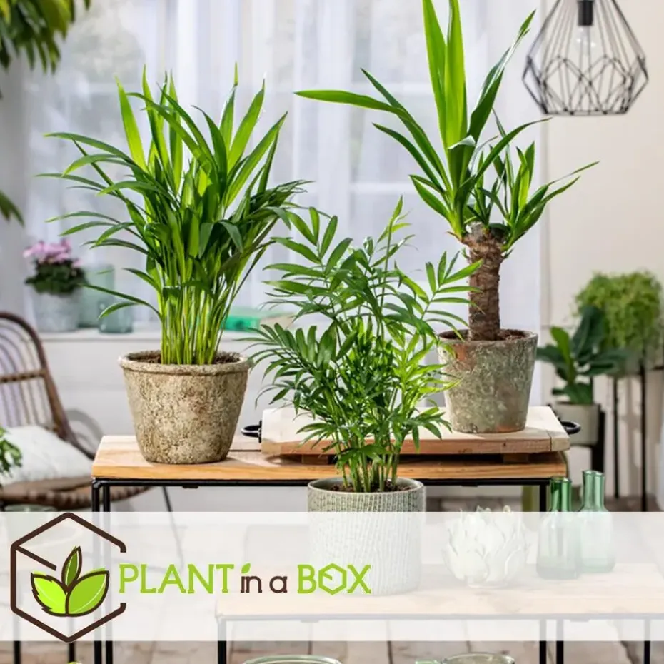 Kamerpalmen - Set van 3 - Mini Indoor Palm Mix - Hoogte 25-40cm - ⌀12cm