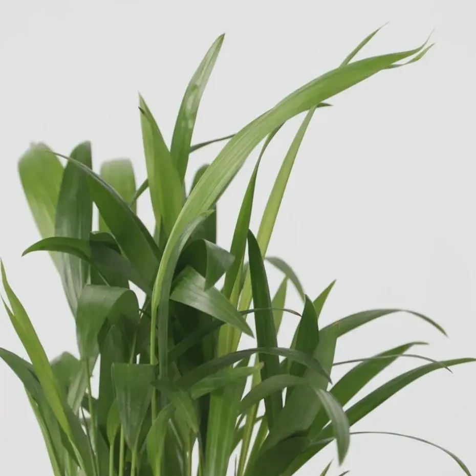 Kamerpalmen - Set van 3 - Mini Indoor Palm Mix - Hoogte 25-40cm - ⌀12cm