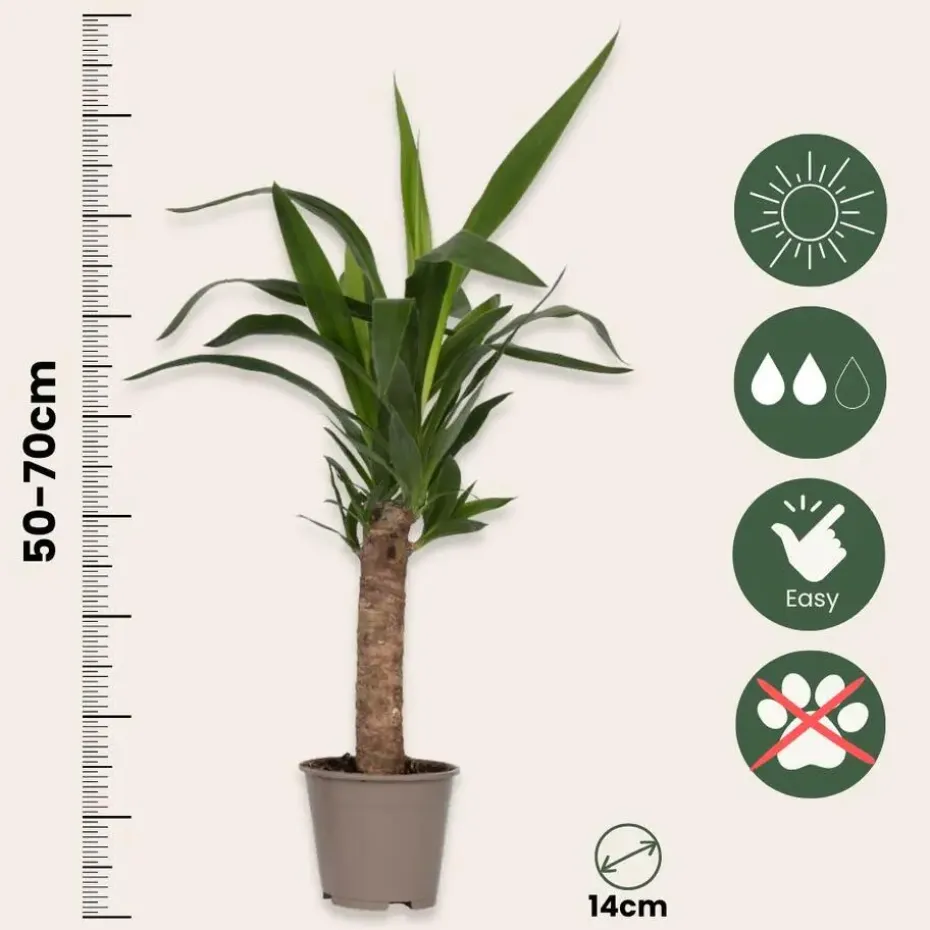 Kamerpalmen met plantenvoeding - Set van 3 - Hoogte 50-70cm - ⌀14cm