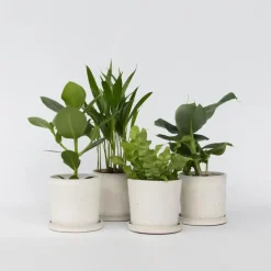 Kamerplanten - Set van 4 - Areca Asplenium Clusia Musa - Hoogte 25-40cm - ⌀12cm