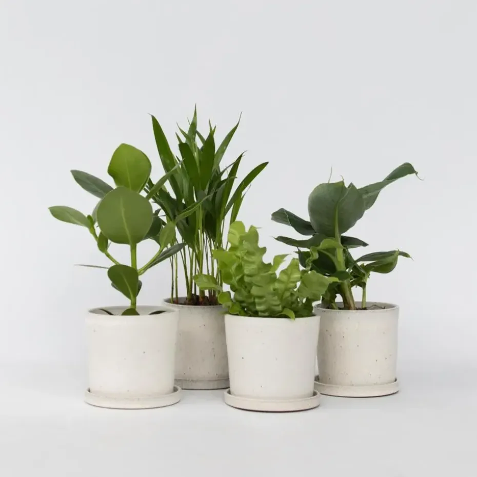 Kamerplanten - Set van 4 - Areca Asplenium Clusia Musa - Hoogte 25-40cm - ⌀12cm