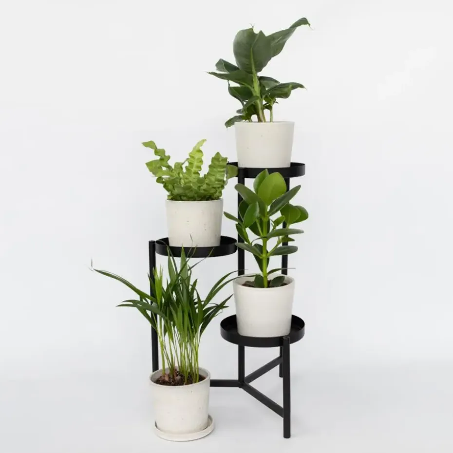 Kamerplanten - Set van 4 - Areca Asplenium Clusia Musa - Hoogte 25-40cm - ⌀12cm