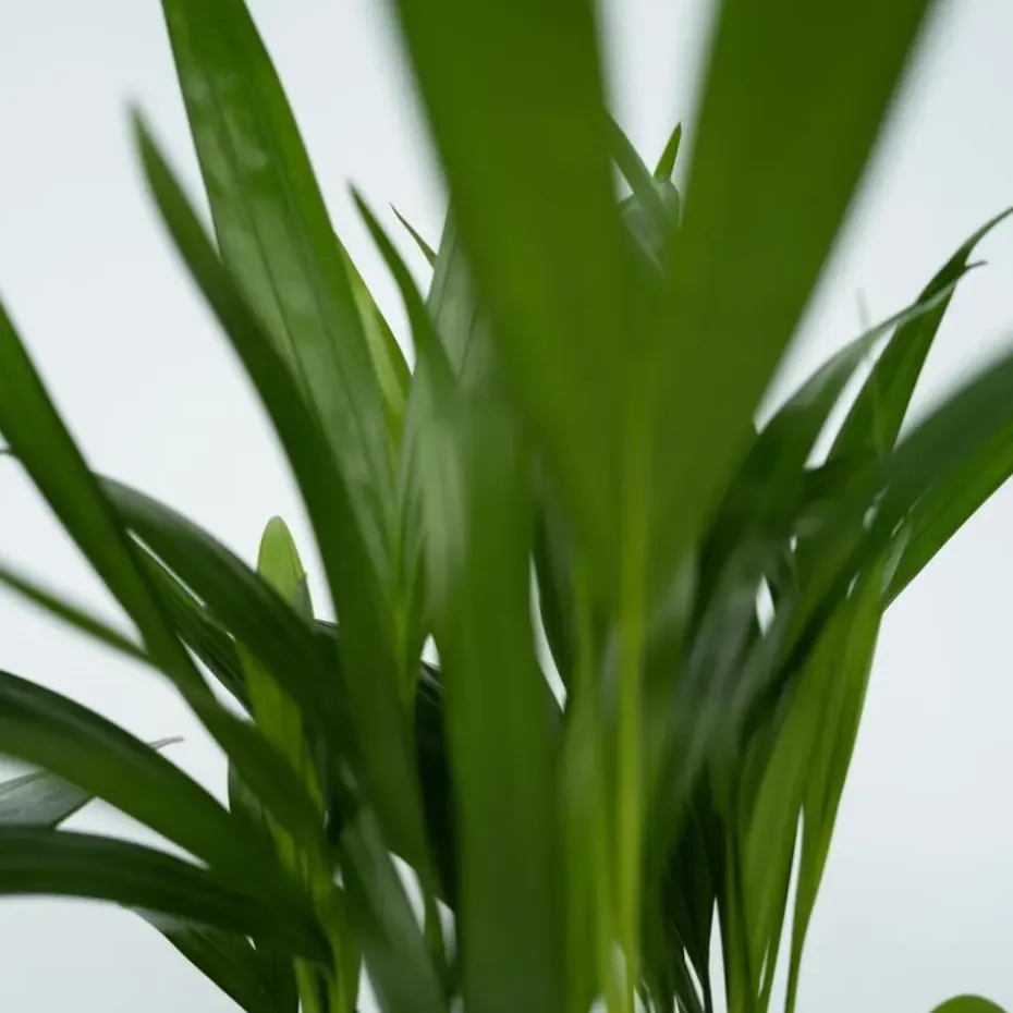 Kamerplanten - Set van 4 - Areca Asplenium Clusia Musa - Hoogte 25-40cm - ⌀12cm