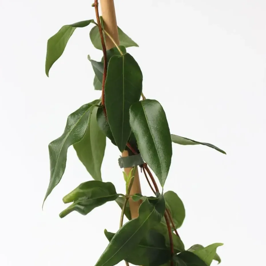 Kamperfoelie - Lonicera henryi 'Copper Beauty' - Hoogte 110-120cm - ⌀17cm