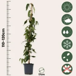 Kamperfoelie - Lonicera henryi 'Copper Beauty' - Hoogte 110-120cm - ⌀17cm