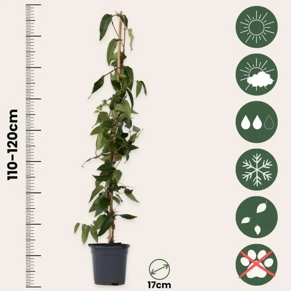 Kamperfoelie - Lonicera henryi 'Copper Beauty' - Hoogte 110-120cm - ⌀17cm