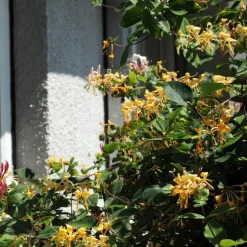 Kamperfoelie - Set van 2 - Lonicera 'Copper Beauty' - Hoogte 110-120cm - ⌀17cm