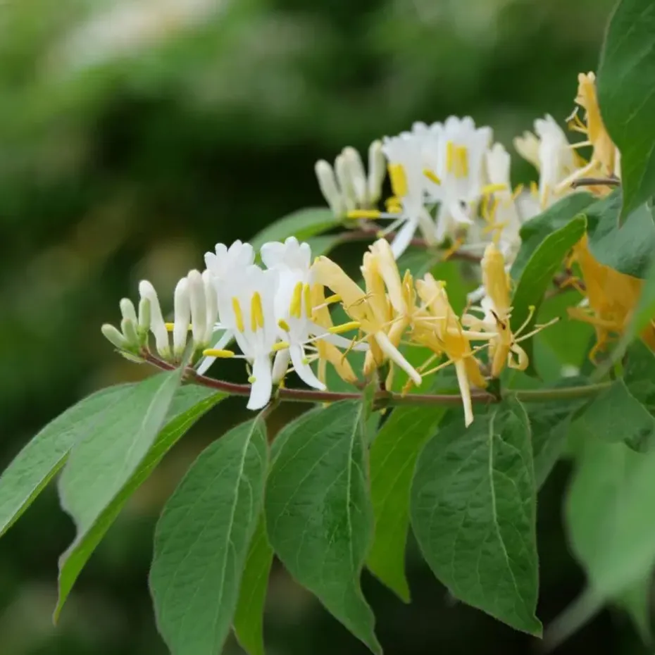 Kamperfoelie - Set van 2 - Lonicera 'Copper Beauty' - Hoogte 110-120cm - ⌀17cm