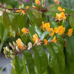 Kamperfoelie - Set van 2 - Lonicera 'Copper Beauty' - Hoogte 110-120cm - ⌀17cm