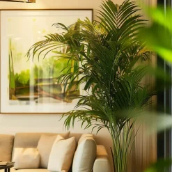 Kentiapalm - Howea forsteriana - Hoogte 150-170cm - ⌀24cm