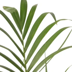 Kentiapalm - Howea forsteriana - Hoogte 150-170cm - ⌀24cm