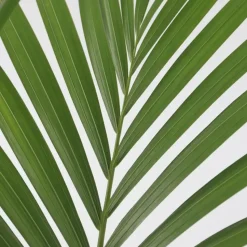Kentiapalm - Howea forsteriana - Hoogte 150-170cm - ⌀24cm