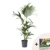 Kentiapalm - Howea forsteriana - Hoogte 90-100cm - ⌀18cm