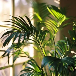 Kentiapalm - Howea forsteriana - Hoogte 90-100cm - ⌀18cm
