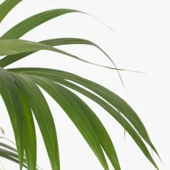Kentiapalm - Howea forsteriana - Hoogte 90-100cm - ⌀18cm