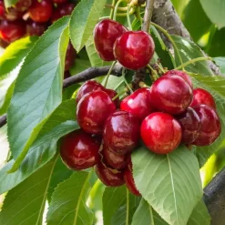 Kersenboom - Prunus avium 'Stella' - Zoete kers - Hoogte 90-110cm - ⌀23cm