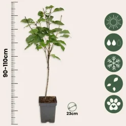 Kersenboom - Prunus avium 'Stella' - Zoete kers - Hoogte 90-110cm - ⌀23cm