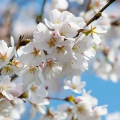 Kersenboom - Prunus avium 'Stella' - Zoete kers - Hoogte 90-110cm - ⌀23cm
