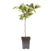 Kersenboom - Prunus avium - Zoete kers - Hoogte 90-110cm - ⌀23cm