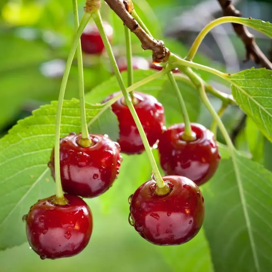 Kersenboom - Prunus avium - Zoete kers - Hoogte 90-110cm - ⌀23cm