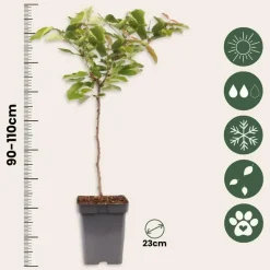Kersenboom - Prunus avium - Zoete kers - Hoogte 90-110cm - ⌀23cm