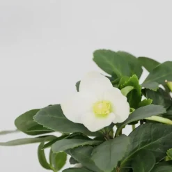 Kerstroos - Set van 3 - Helleborus niger 'Mont Blanc' - Hoogte 20-30cm - ⌀12cm