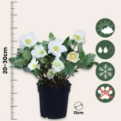 Kerstroos - Set van 3 - Helleborus niger 'Mont Blanc' - Hoogte 20-30cm - ⌀12cm