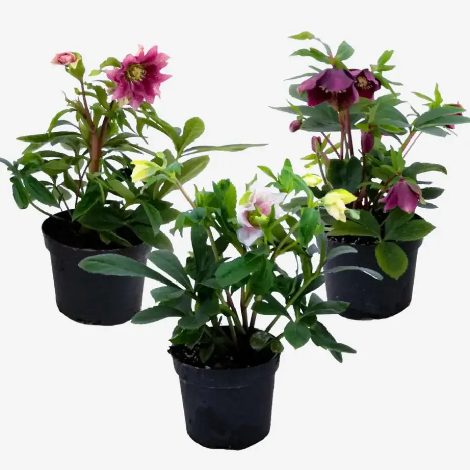 Kerstroos - Set van 3 - Helleborus orientalis - Hoogte 20-30cm - ⌀12cm