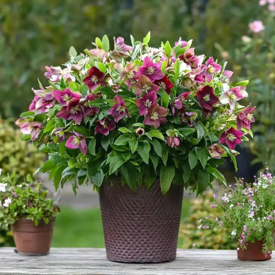 Kerstroos - Set van 3 - Helleborus orientalis - Hoogte 20-30cm - ⌀12cm