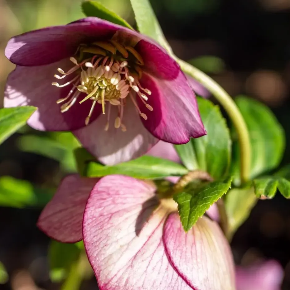 Kerstroos - Set van 3 - Helleborus orientalis - Hoogte 20-30cm - ⌀12cm