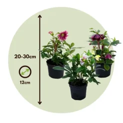 Kerstroos - Set van 3 - Helleborus orientalis - Hoogte 20-30cm - ⌀12cm