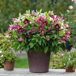 Kerstroos - Set van 6 - Helleborus orientalis - Hoogte 20-30cm - ⌀12cm