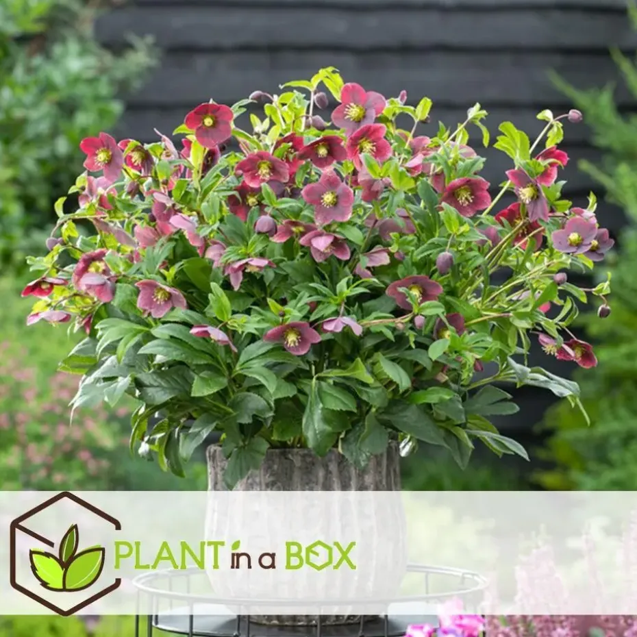 Kerstroos - Set van 6 - Helleborus orientalis - Hoogte 20-30cm - ⌀12cm