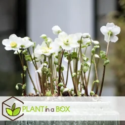 Kerstroos - Set van 6 - Helleborus niger 'Mont Blanc' - Hoogte 20-30cm - ⌀12cm