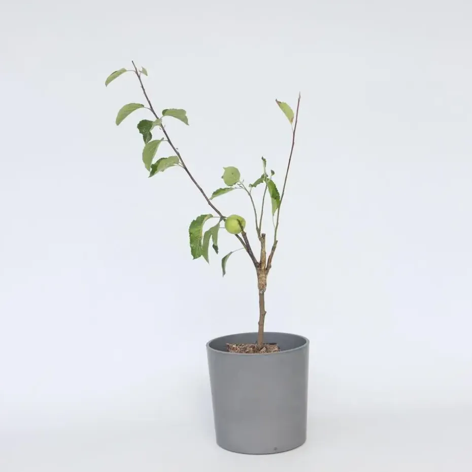 Klassieke Appelmix - Malus - Hoogte 60-70cm - ⌀17cm