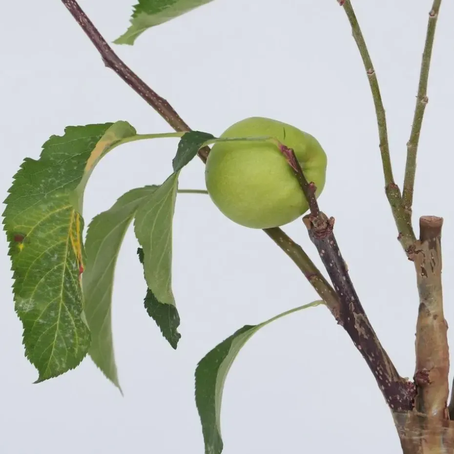 Klassieke Appelmix - Malus - Hoogte 60-70cm - ⌀17cm