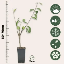 Klassieke Appelmix - Malus - Hoogte 60-70cm - ⌀17cm