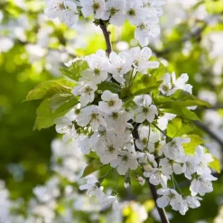 Klassieke Appelmix - Malus - Hoogte 60-70cm - ⌀17cm