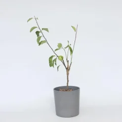 Klassieke Appelmix - Set van 2 - Malus - Hoogte 60-70cm - ⌀17cm