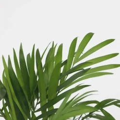 Kleine kamerpalmen - Set van 2 - Dypsis, Chamaedorea - Hoogte 25-40cm - ⌀12cm