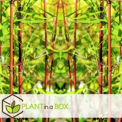 Kleurrijke Bamboe - Set van 6 - Fargesia 'Asian Wonder' - Hoogte 25-40cm - ⌀13cm